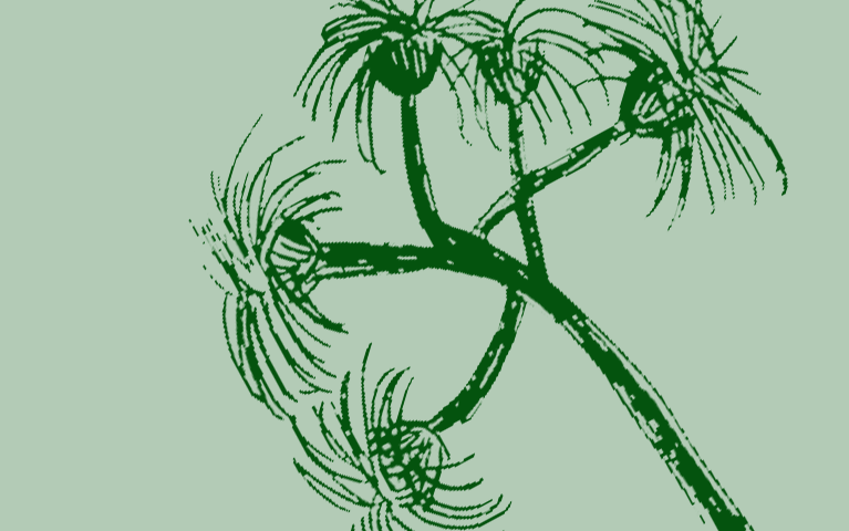 Monochrome graphic of green spikey fronds