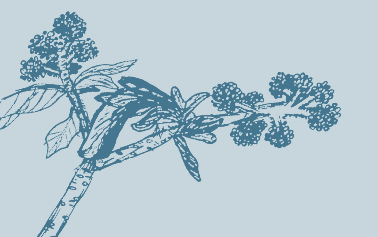 Monochrome graphic blue branch with leaves and flowers