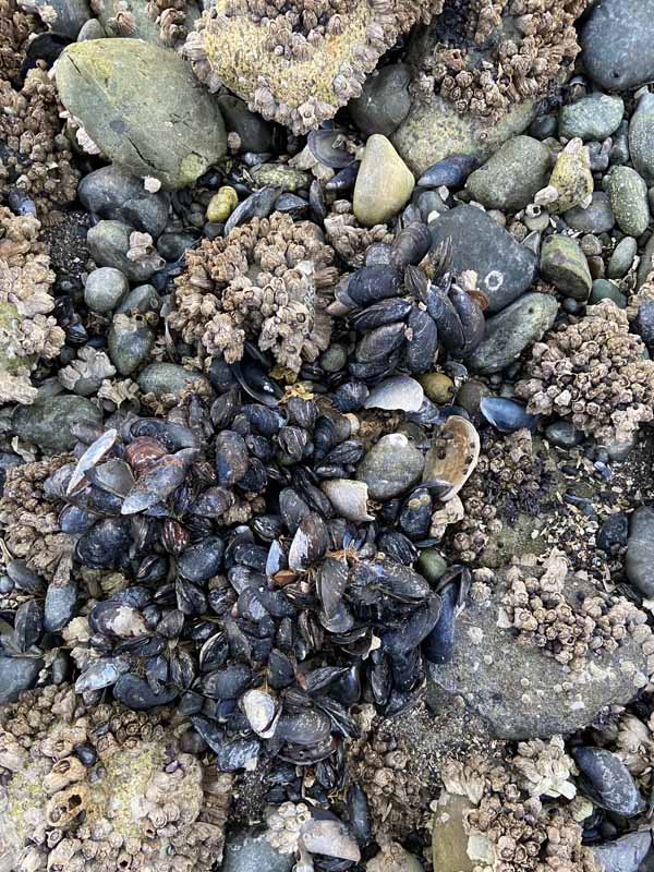 mussel and barnacle covered stones on a beach