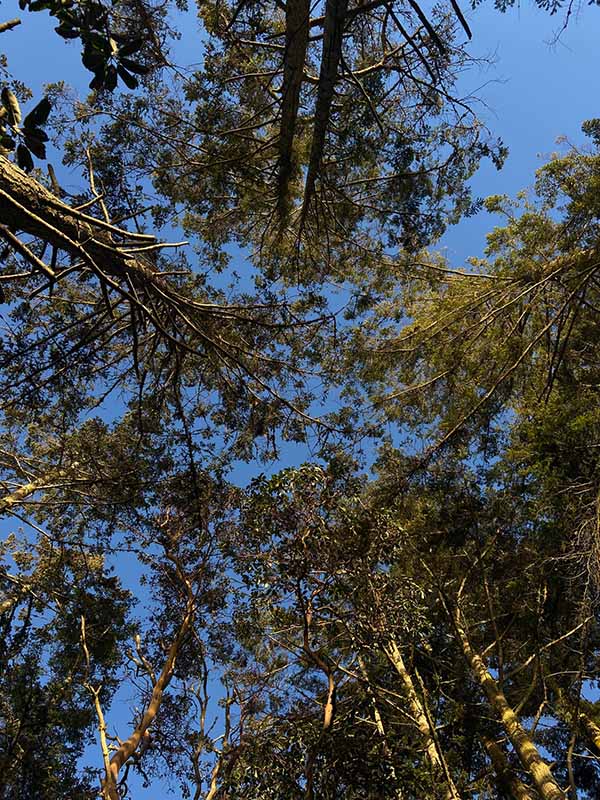 tree canopy with blue sky