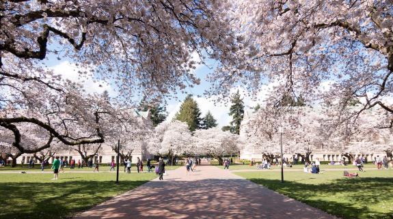 Cherry trees in full bloom at the UW quad