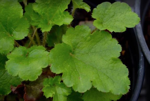 Close up of green plant leaves 