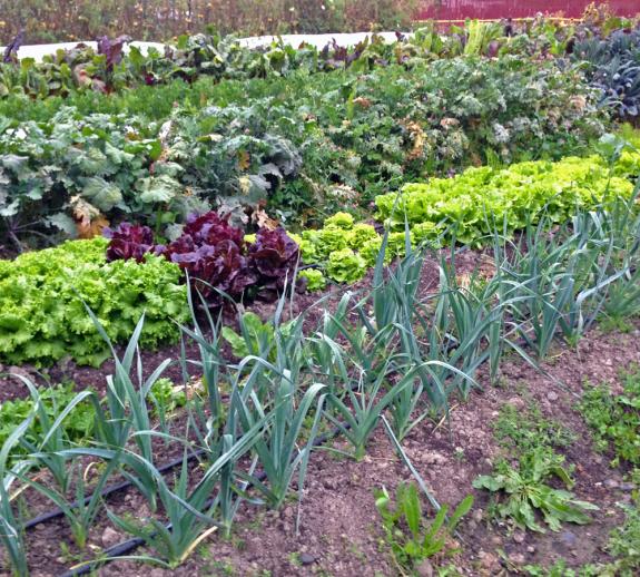 Field of vegetables at the UW farm 