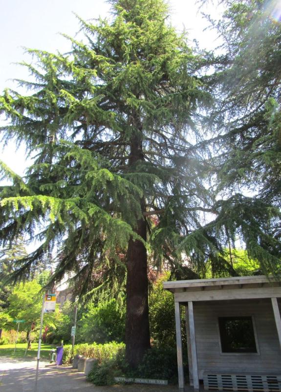 Large evergreen tree