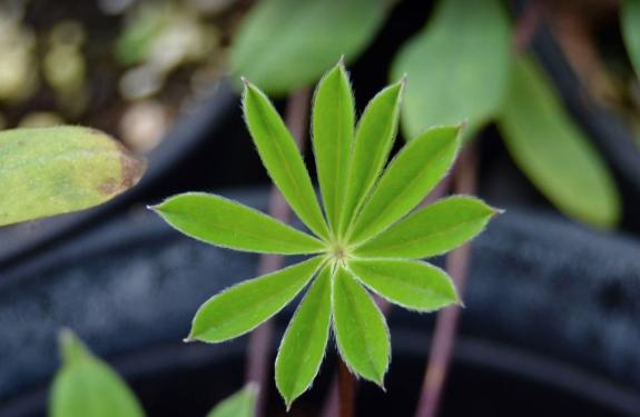 Close up picture of plant leaf