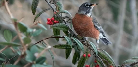 Close up picture of a bird standing on leaves with brown body, gray head, orange beak