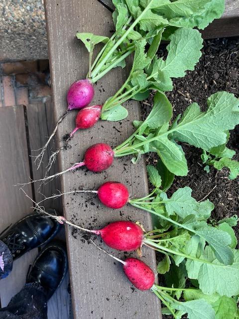 6 Cherry Belle Radishes lined along the edge of the garden bed