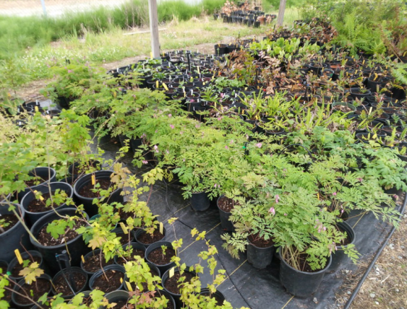 SER-UW Nursery Expansion