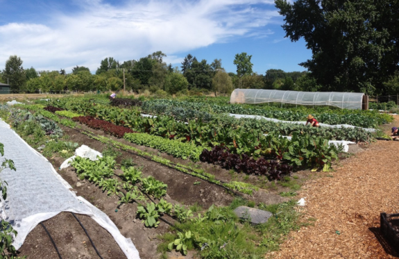 Sustainable Lighting for UW Farm, Phase 1