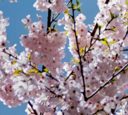 Sustainability Service-Learning Liaison