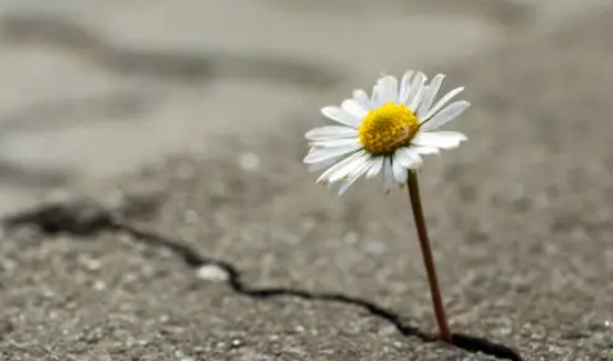 Individuals Standing Against Interpersonal Violence (ISAIV)