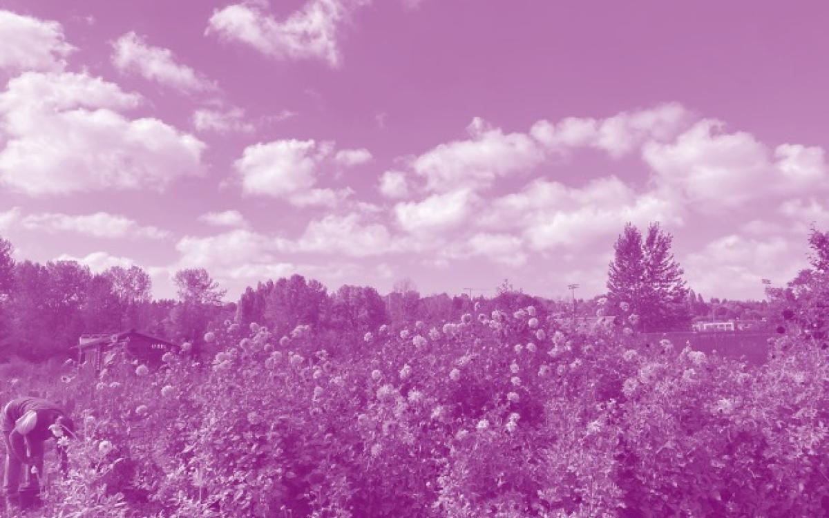 uw farm flower field in purple hue