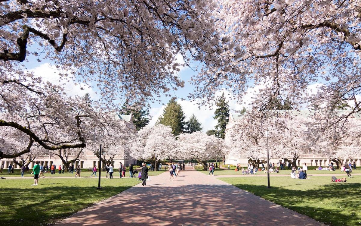 Cherry trees in full bloom at the UW quad