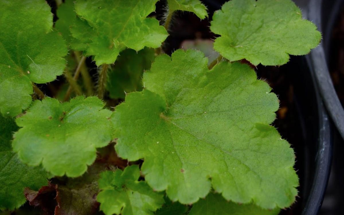 Close up of green plant leaves 