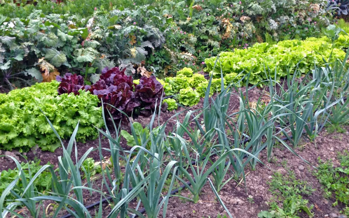 Field of vegetables at the UW farm 