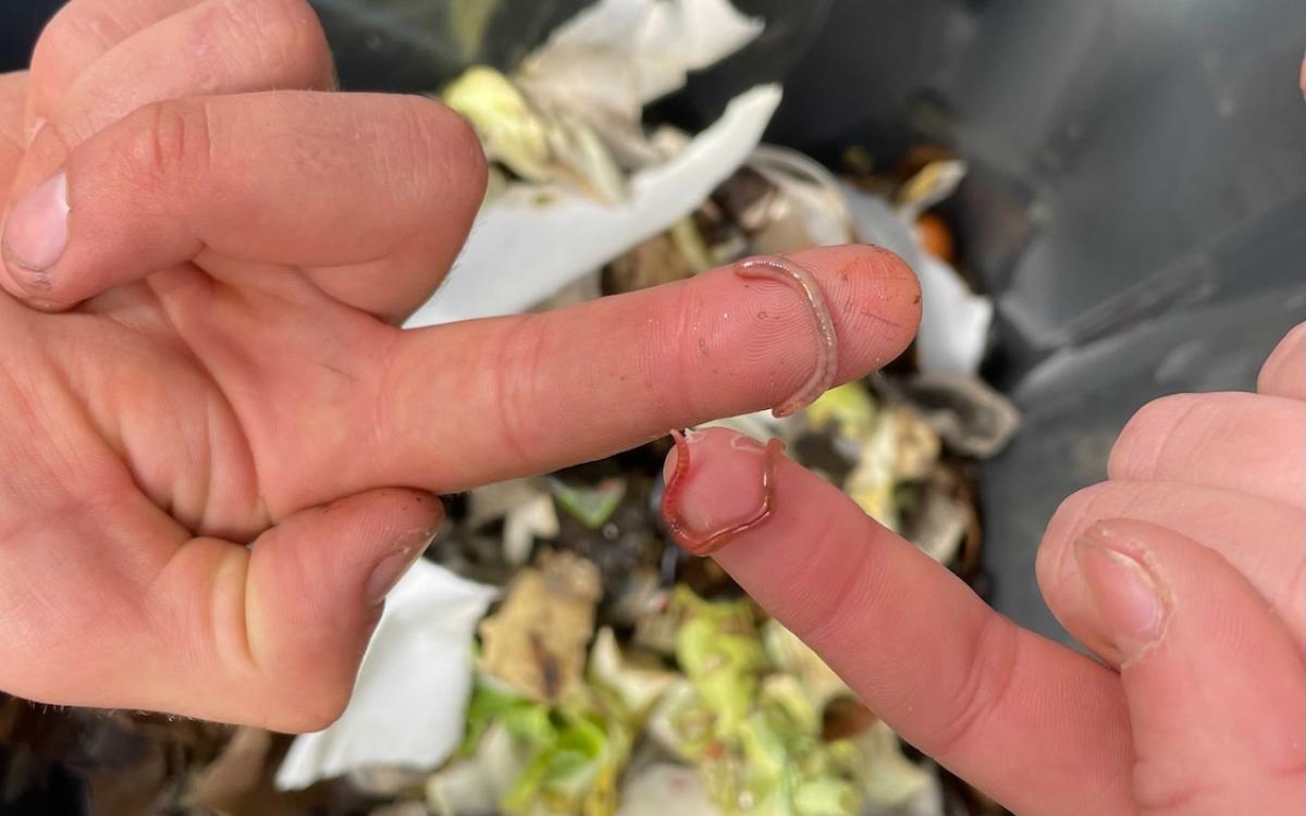 Worms being held by someones fingers food scraps in bins in background