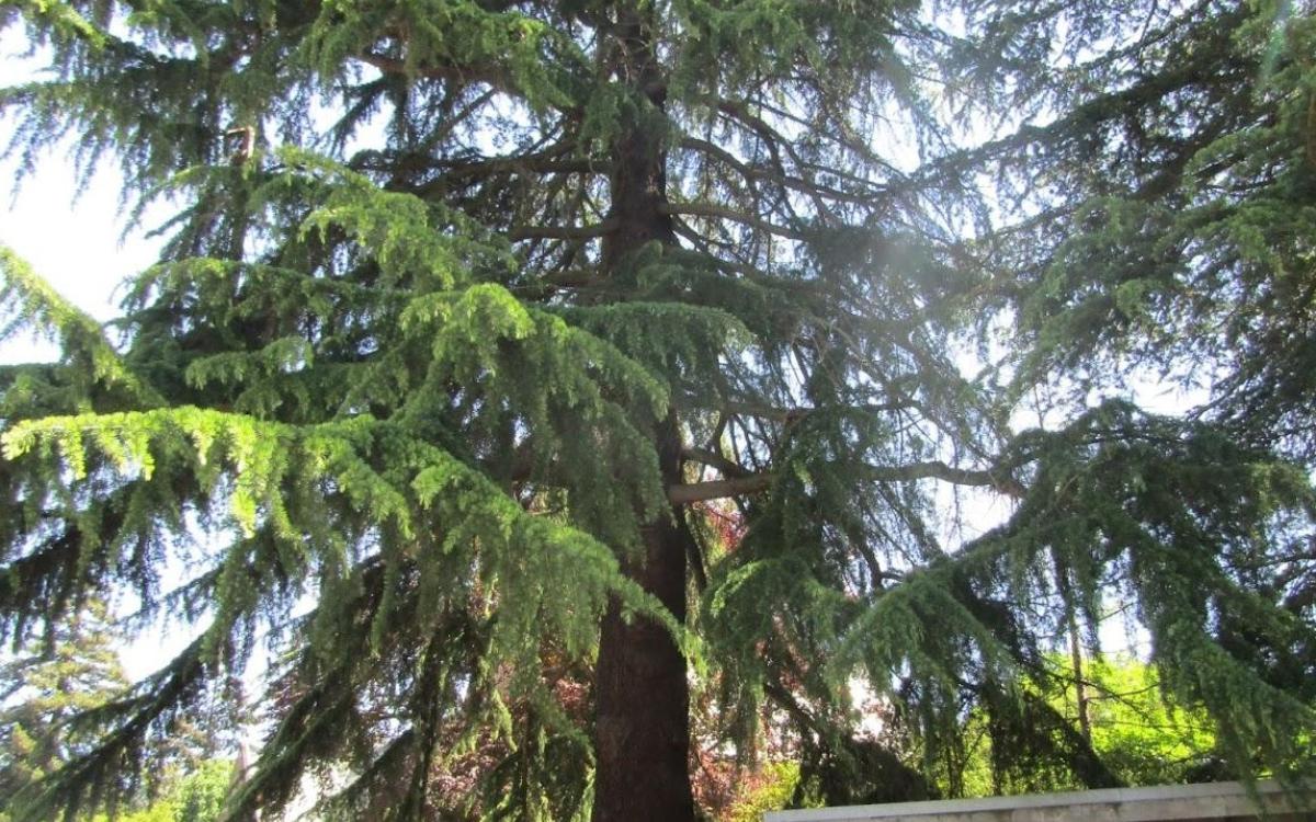 Large evergreen tree