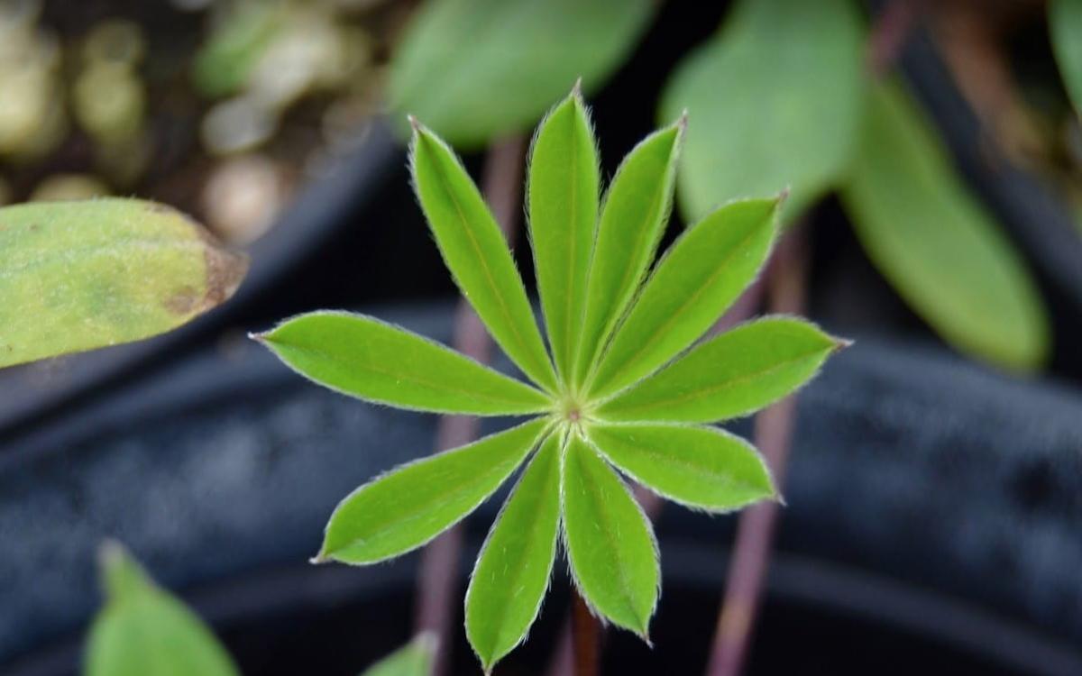 Close up picture of plant leaf