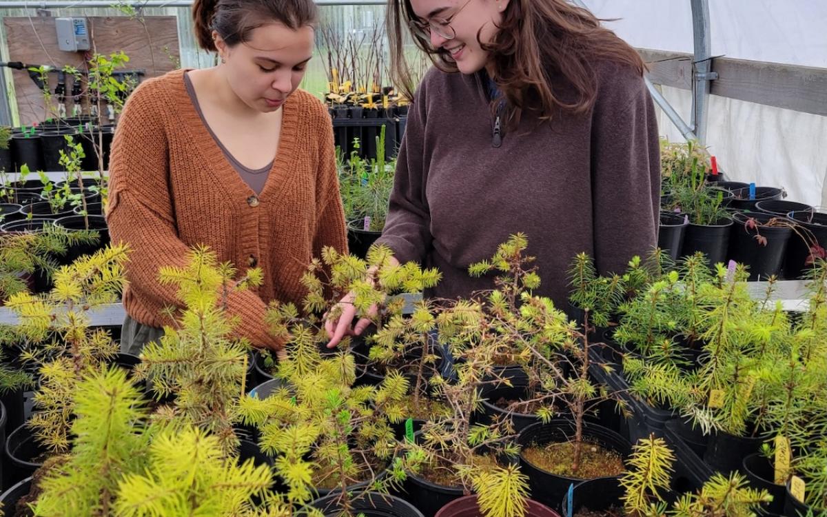 Two students looking at plants inside greenhouse 