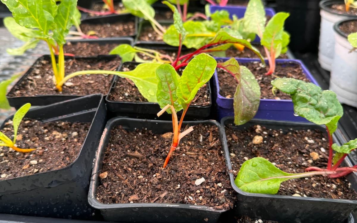 Group of plant seedlings sprouting with leafy greens