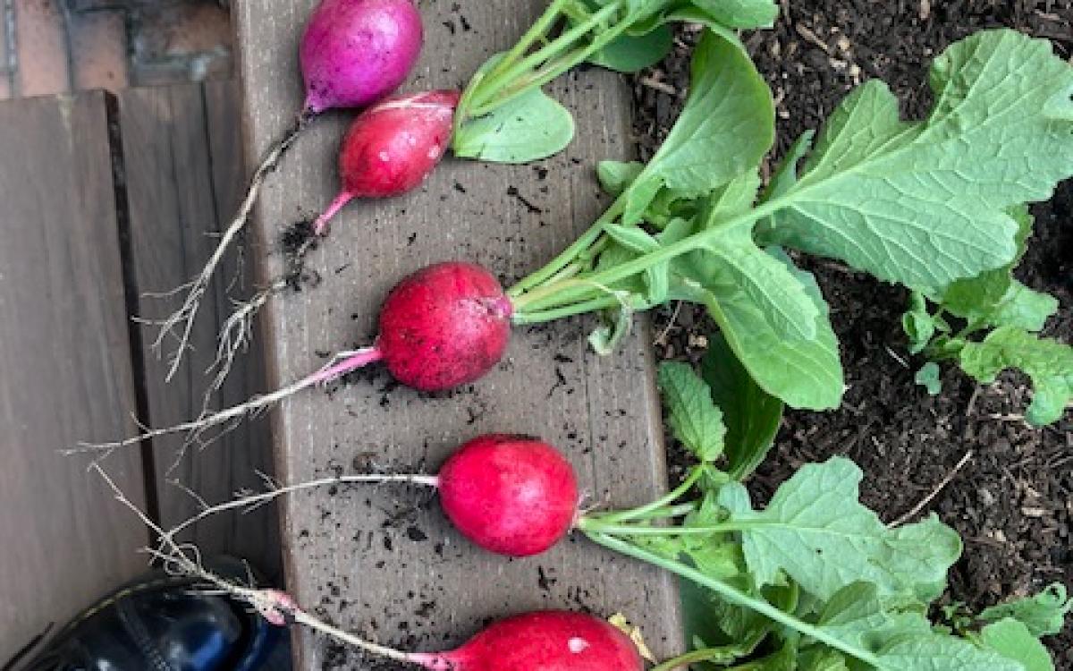 6 Cherry Belle Radishes lined along the edge of the garden bed