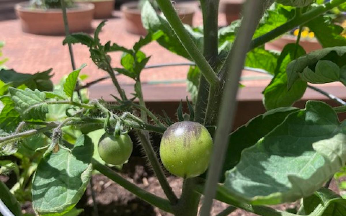 A close up of two Indigo Rose tomatoes that aren't ripe yet on a tomato plant