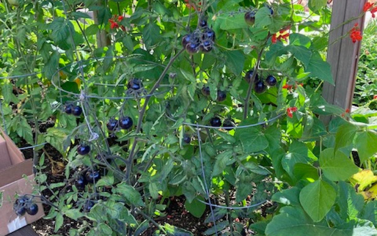 A picture of a very lush garden bed with Indigo Rose tomato plants that are ripe and purple in tomato cages alongside Scarlet Runner Bean leaves and orange flowers.