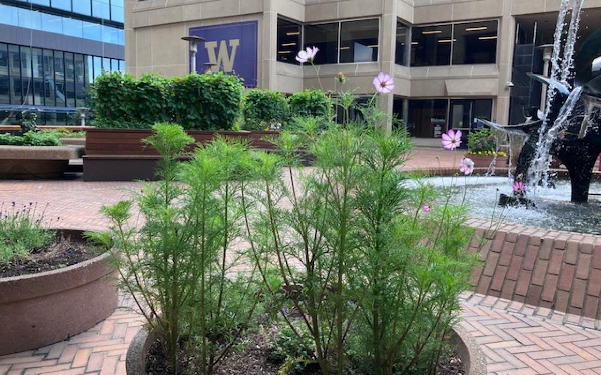 A concrete plant pot at the UW Green Square full of tall green lush Cosmo plants with pale pink flowers blooming on the top. There is also two trellises in our garden beds full of Scarlet Runner Bean leaves in the background