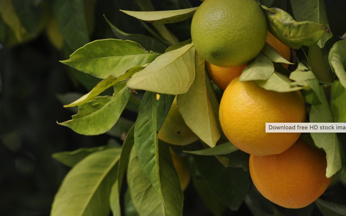 Sharing Oranges