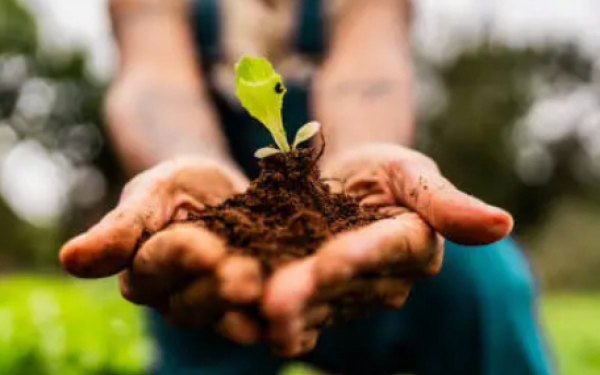 Seeds of Freedom