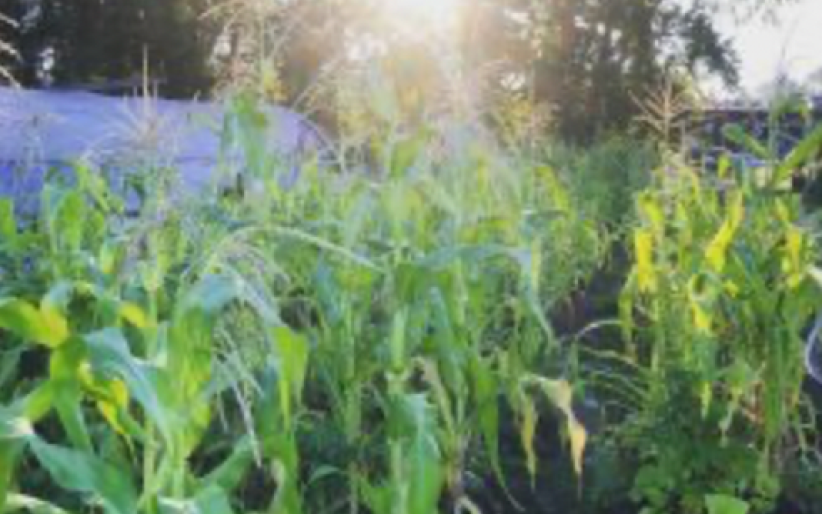 wǝɫǝbʔaltxw Native Garden Expansion