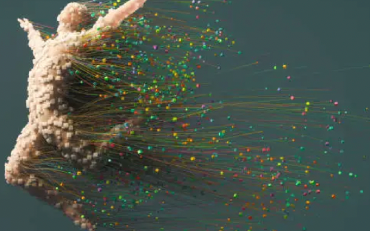 Humanist Huskies: Empowering Liberal Arts Students Through Stories