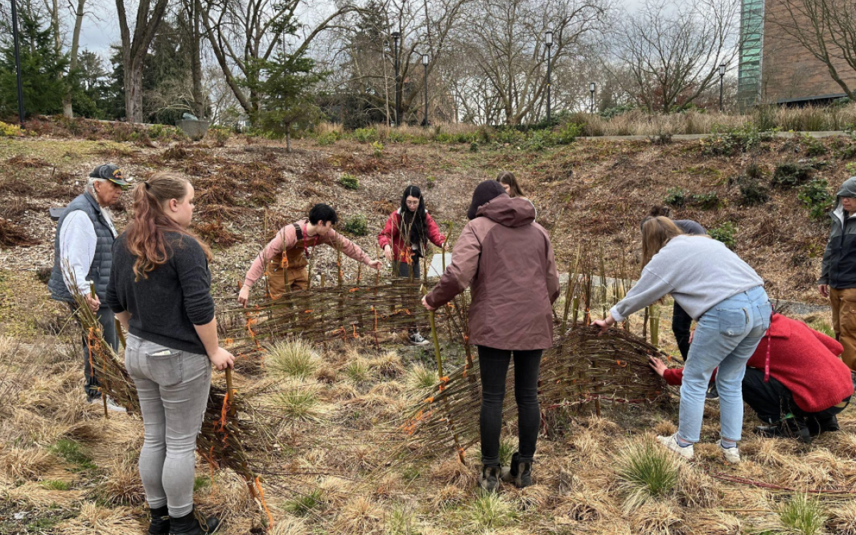 People building a protective fence for camas out of plant material