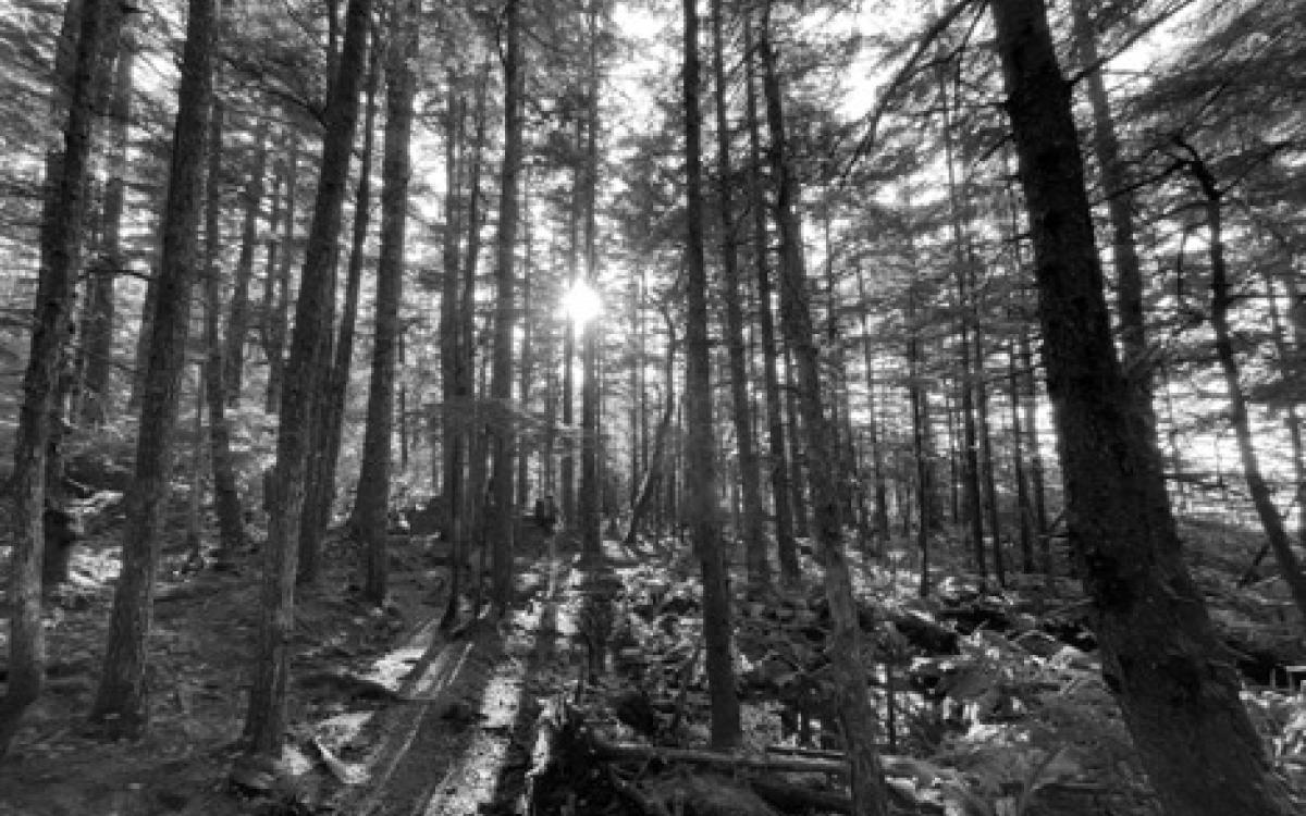 tree grove in B&W